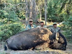 Bison